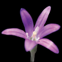 Farewell to Spring, top, and Elegant Brodiaea, below, are among th spring flowers found on Table Rocks. Photos by William Sullivan