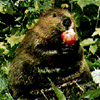 American Beaver