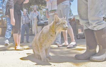 Prince Albert, a Canadian lynx, watches what is going on around him at West Coast Game Park Safari.