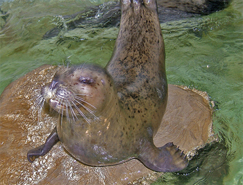 Harbor Seal at the Seaside Aquarium
