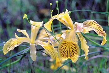 Wildflowers are abundant nearly every-where on the South Coast, especially in coastal mountain meadows.